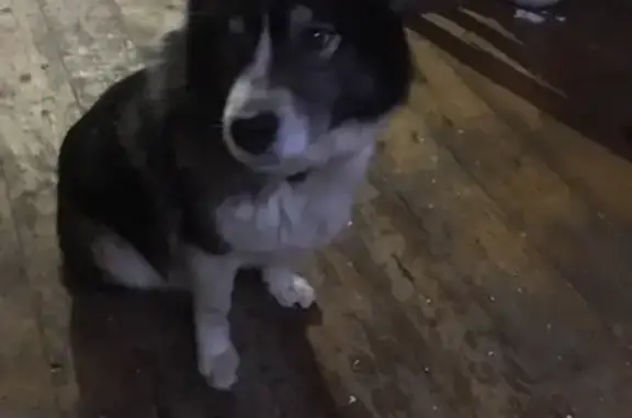 Найдена ласковая собака в Медвежьегорске