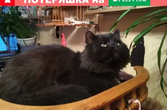 Найден черный кот в районе метро 