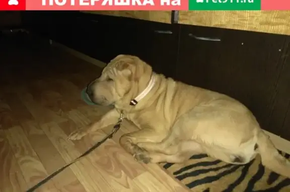 Пропала собака в Моркинском районе, вознаграждение!