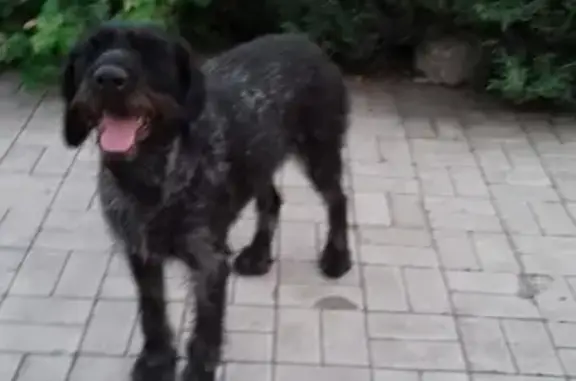 Пропала собака в Макеевке, откликается на Дара.