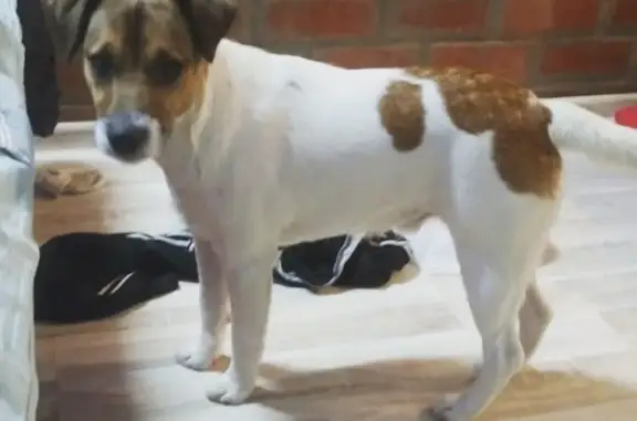 Пропала собака в Долгопрудном, Московская область - Майло, Джек-Рассел терьер, 8 месяцев https://vk.com/id_hahahahaha