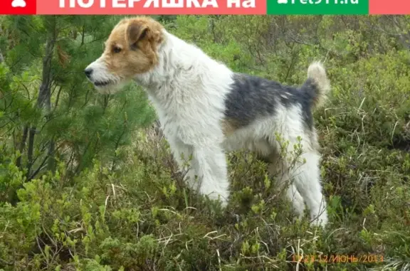 Пропала собака в с. Фоки, Пермский край