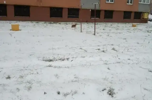 Собака потерялась на улице Олега Кошевого, Калининград