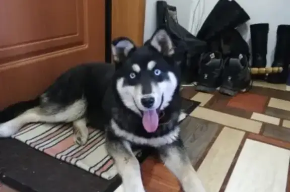 Найдена собака в Саранске, ищем хозяев