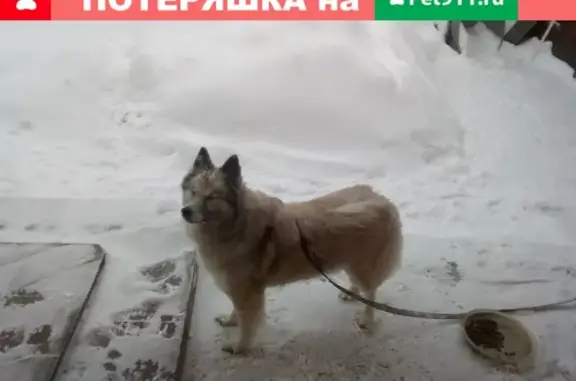 Найдена собака в Московском районе