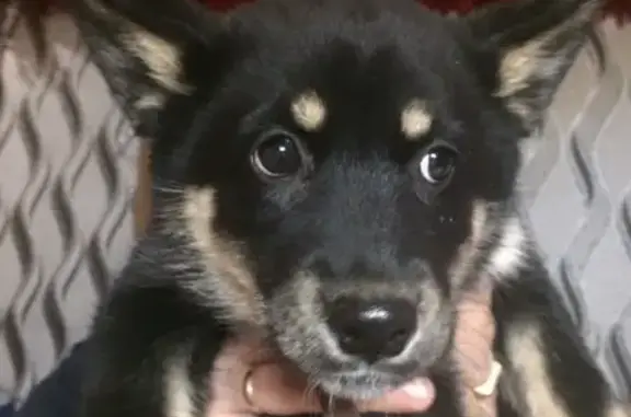 Найден щенок на Мира 18 в Зеленогорске