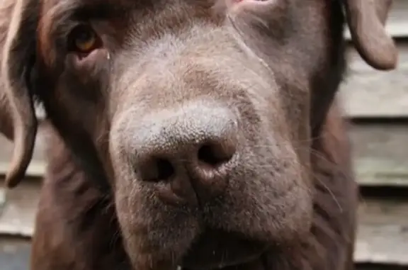 Пропала собака в Выборге: лабрадор, шоколадный.