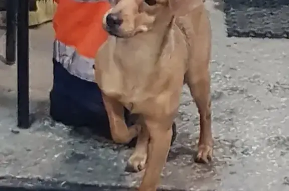 Пропала собака Жигуль в Сургуте