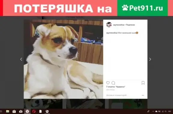 Пропала собака в Красноярске на пр. Металлургов #потеряшки_yourpet_krsk