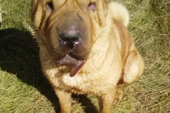 Пропала собака в Листвянке, Искитим.