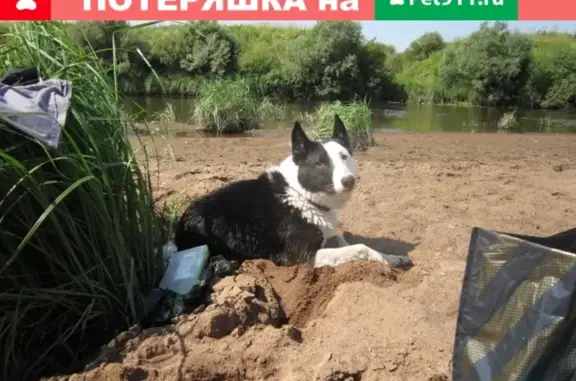Пропала собака в Сафоново, Смоленская область