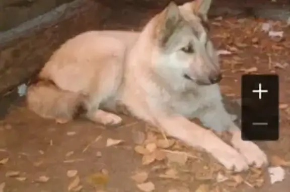Пропала собака на Курчатова, Оренбург