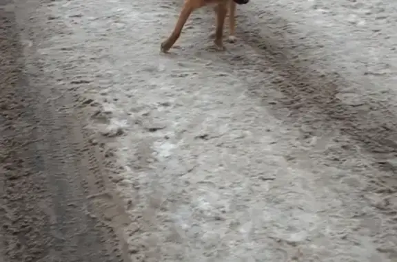 Найден рыжий пёс в Ворошиловском районе, контакты в объявлении