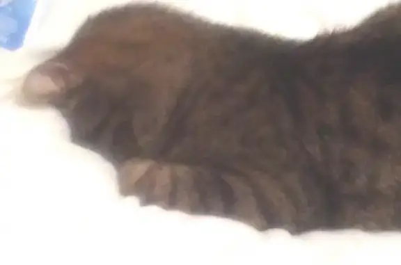 Кошки потеряшки, Кандалакша, фото: Потеряшка кот в районе Спортивного переулка, Кандалакша