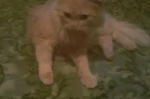 Пропал рыжий кот Барсик в Краснокамске