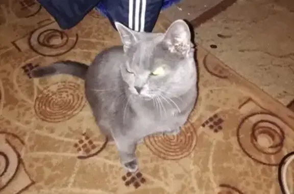Пропала кошка в Мегионе: https://vk.com/id335207316