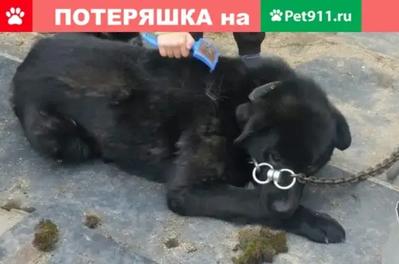 Пропала собака на Гористой в Сегеже