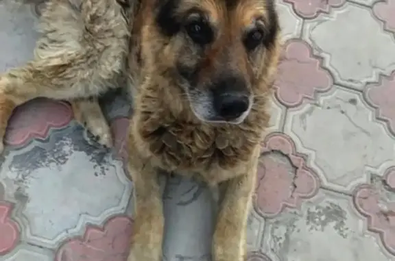 Пропала собака Граф в Славянске-на-Кубани