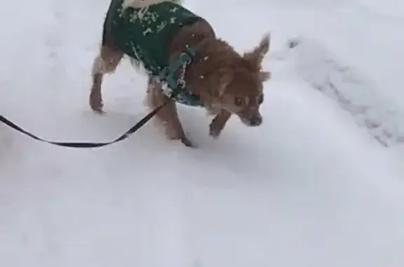 Пропала собака в ЛО, вознаграждение гарантировано!