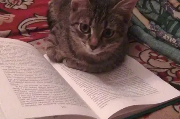 Кошки потеряшки, Саранск, фото: Потеряшка кот в Саранске на Юго-Западе