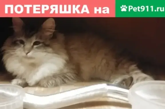 Найдена домашняя кошка в Электроуглях