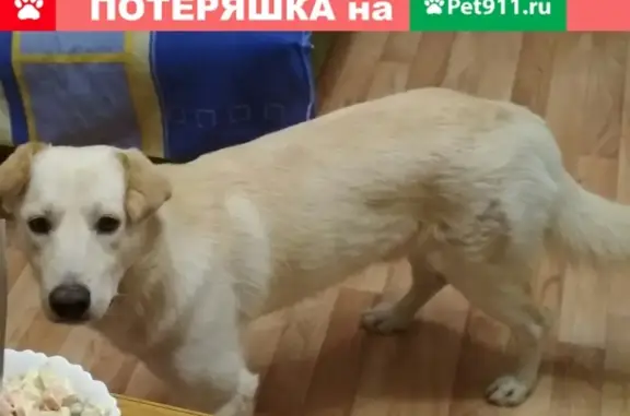 Пропала собака Жужик в Владикавказе