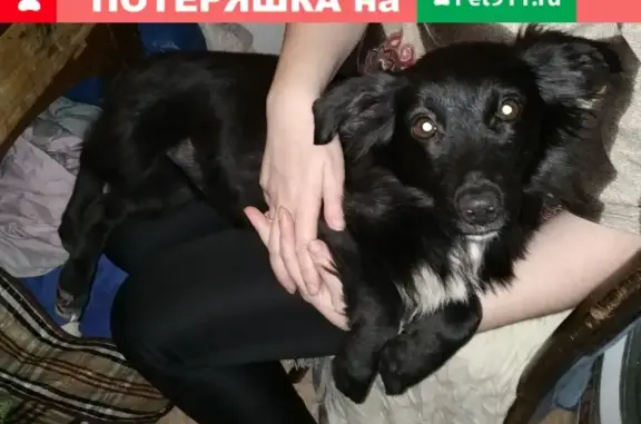 Пропала собака Метис шпица в Санкт-Петербурге