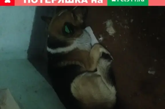 Найдена собака с чипом 325 на бульваре Адмирала Ушакова, дом 8, подъезд 5.