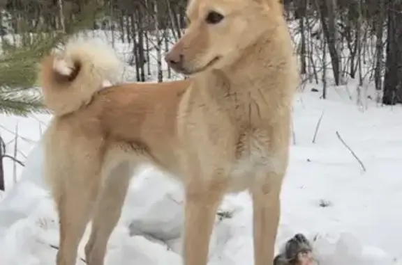 Собаки потеряшки, Кедровый, фото: Потеряшка западно-сибирская лайка в Кедровом, Томская обл.