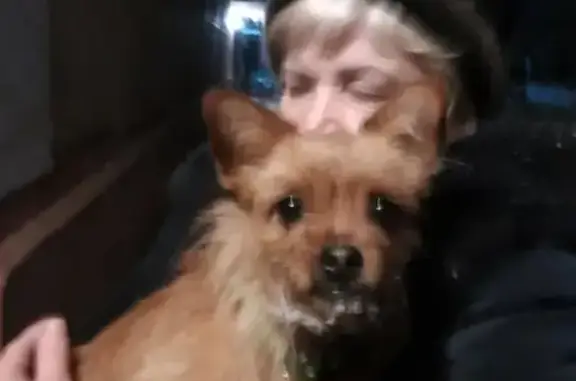 Найдена собака на Новом городке в Брянске.