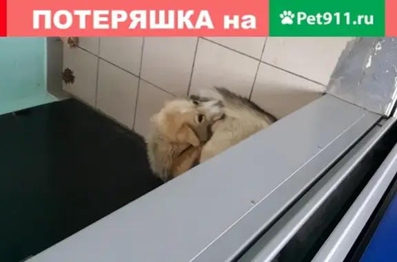 Собака на Коктебельской, 4к4