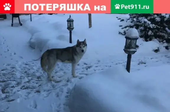 Найдена собака в пос. Пригородный, Оренбургская обл.