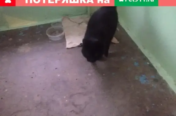 Найдена черная кошка в Туле, ул. Металлургов 72А