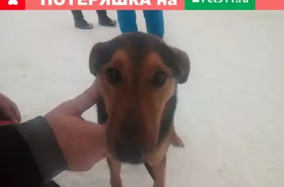 Собака найдена в Ватулино, контактный телефон 89166522416