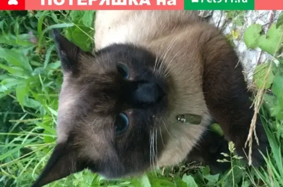 Пропала кошка в Рузском округе МО