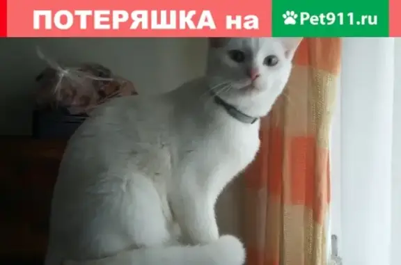Пропал белый котик с серыми полосками, живем напротив сбербанка, Калининградская область