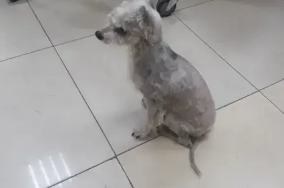 Найдена собака возле рынка в Чите