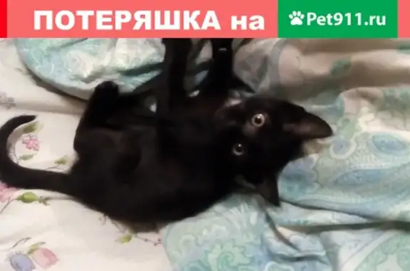 Найдена кошка в Москва и МО (Балашиха)
