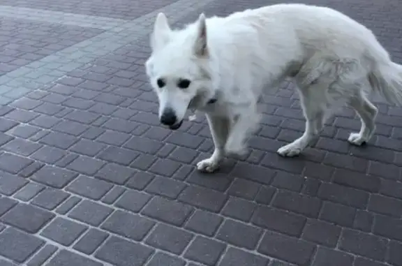 Пропала собака в Владимире!
