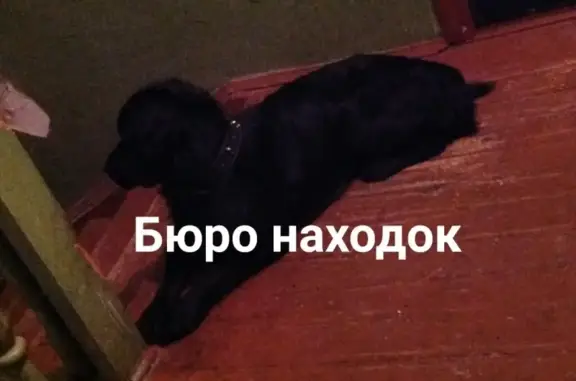 Пропала собака на Никольском проспекте, Соломбала, Архангельск