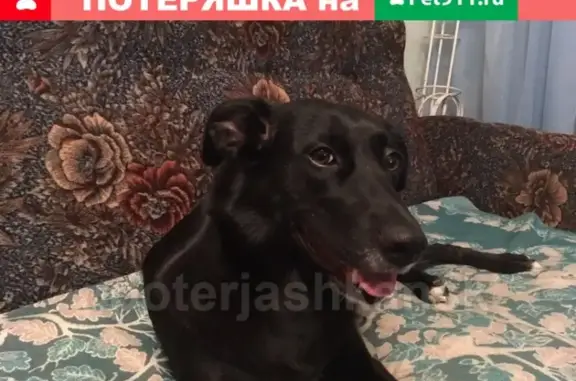 Пропала собака Багира в Ленинском районе, вознаграждение