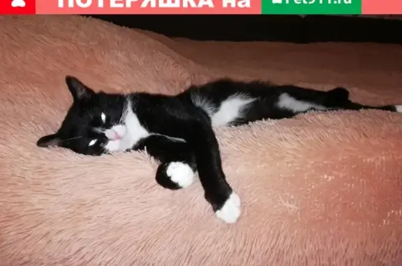 Пропал кот Том в Письяковке, Тверская область