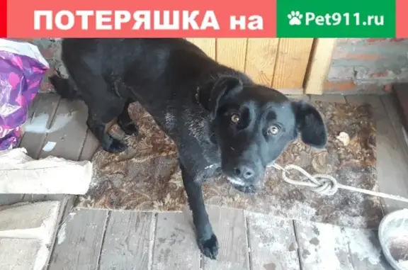 Найдена собака в Барнауле на ул. Транзитной