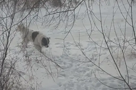 Найден пёс в старом центре Бийска