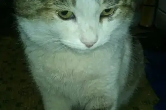 Найден кот на Южноуральской, 12 (Челябинск)