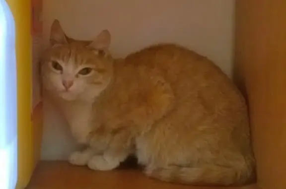 Найдена кошка на Волгоградской, Екатеринбург