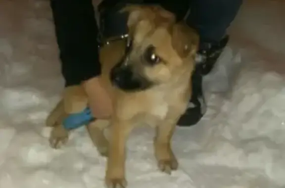 Найден щенок в районе Киселевки, нужна помощь!