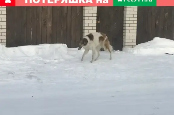 Найдена русская псовая борзая в Барнауле