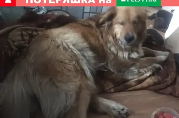 Найдена уличная собака на ул. Космическая и ул. Радищева