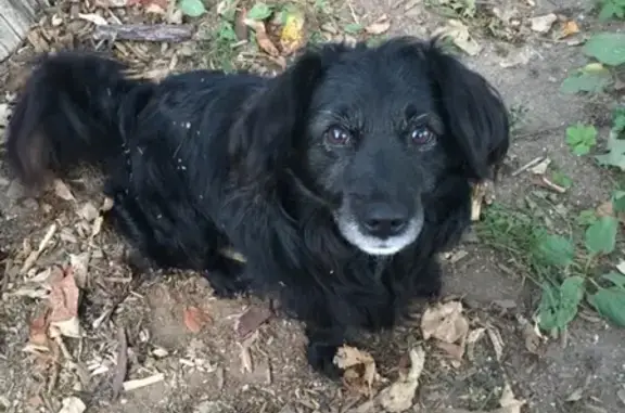 Пропала собака Черныш в Торжоке, 3-й пер. Гоголя, 30 декабря